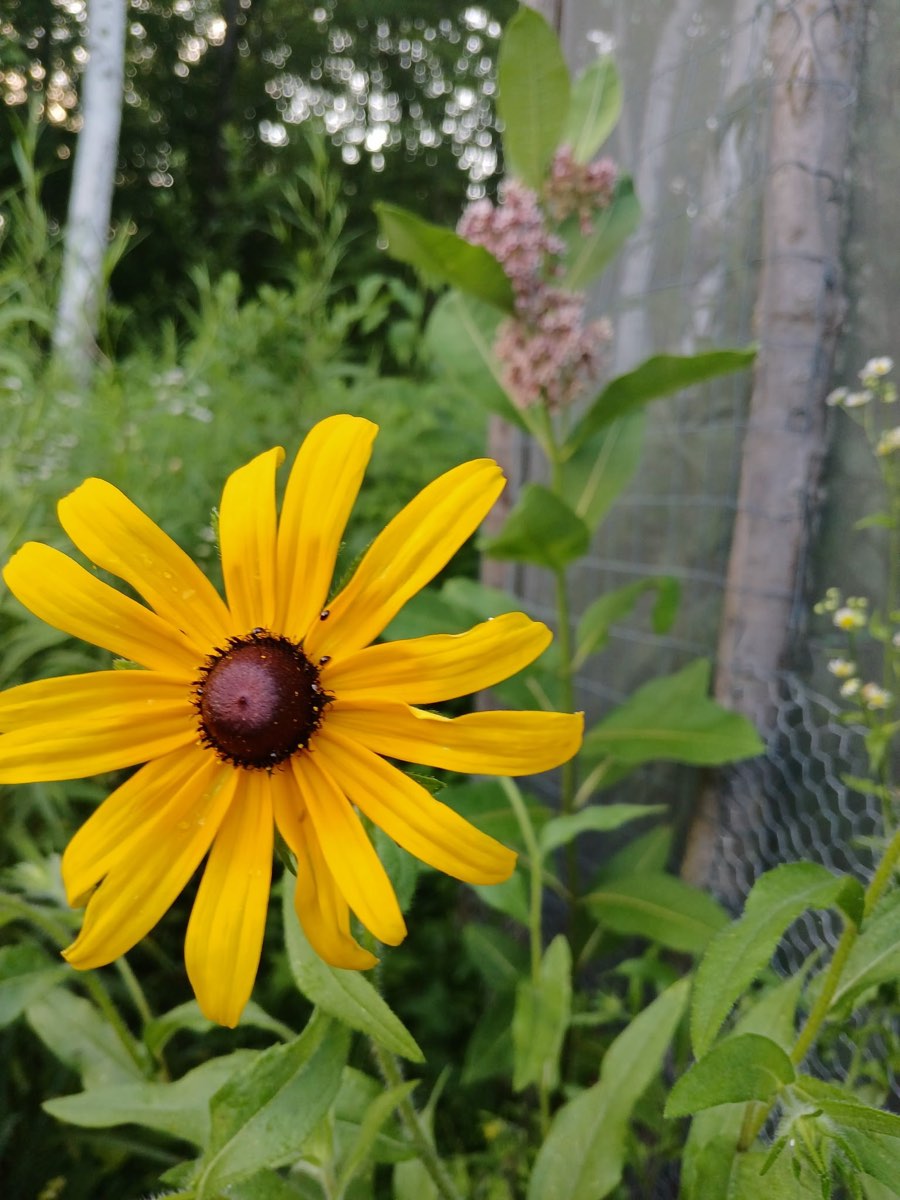 A black-eyed susan by the butterfly house