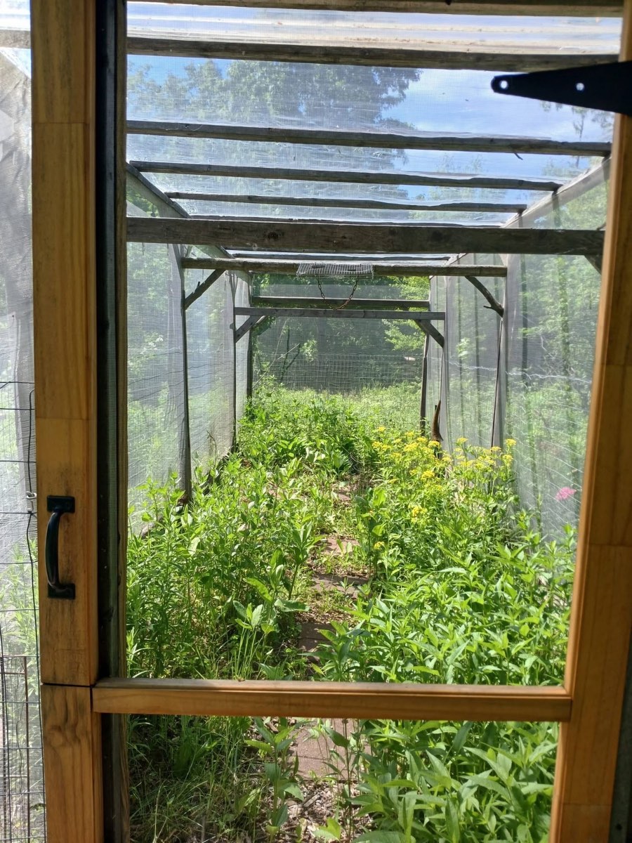 Inside the butterfly house, where the chrysalis stage is kept safe from predators