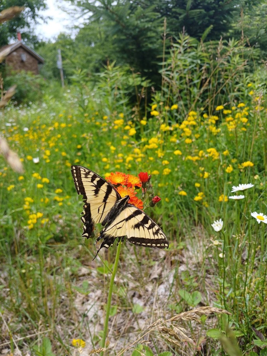 A tiger swallowtail on orange hawkweed &mdash; not a monarch, but it turns up too