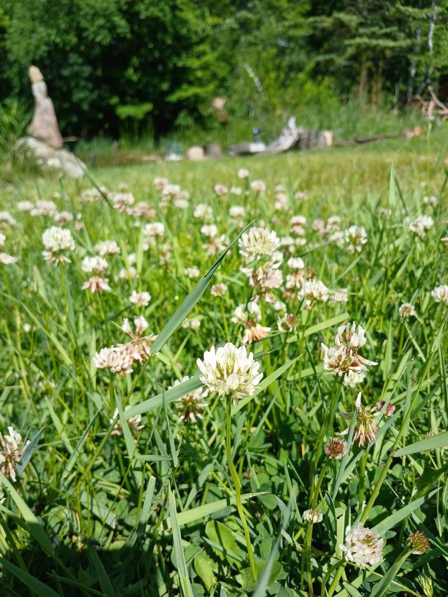Clover across the meadow to the pond