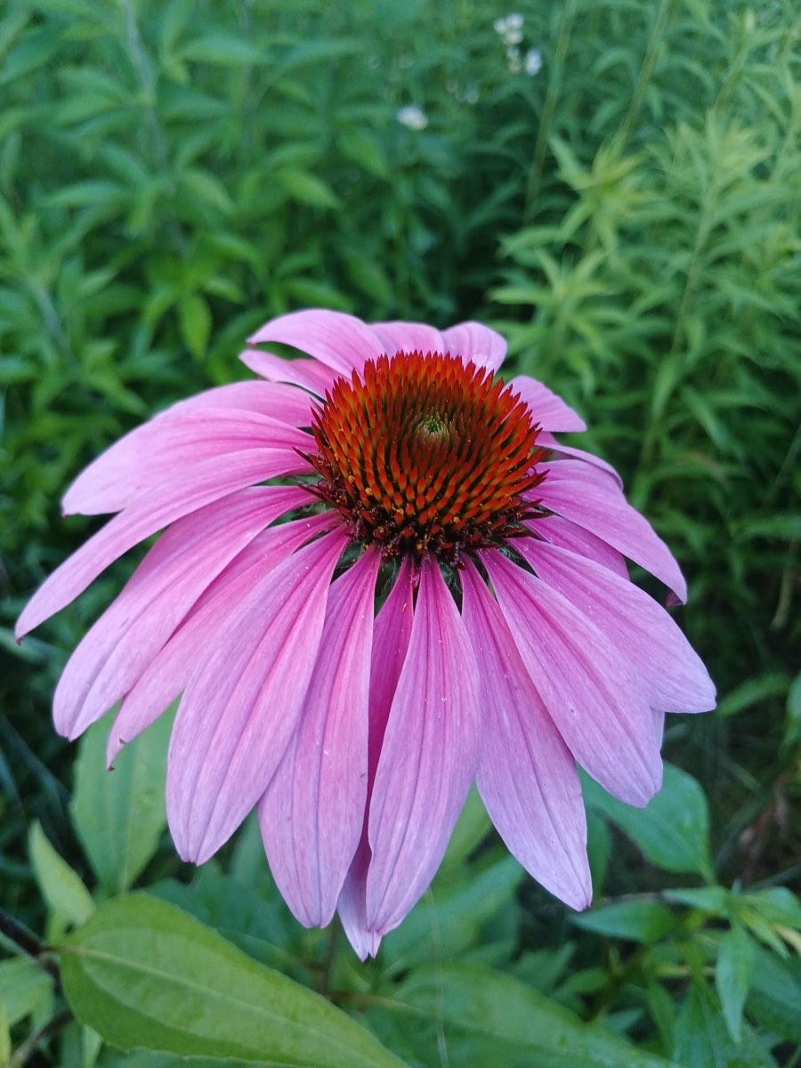 A purple coneflower in the border