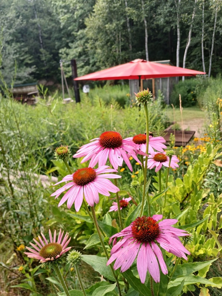 A bee on the purple coneflowers