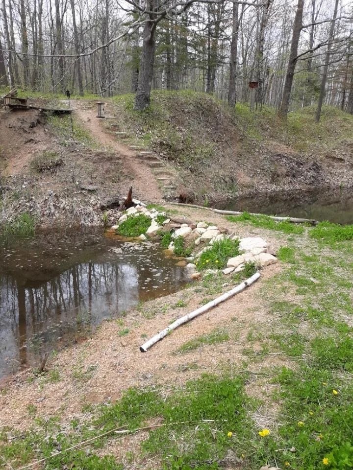 A pond with the banks freshly cut