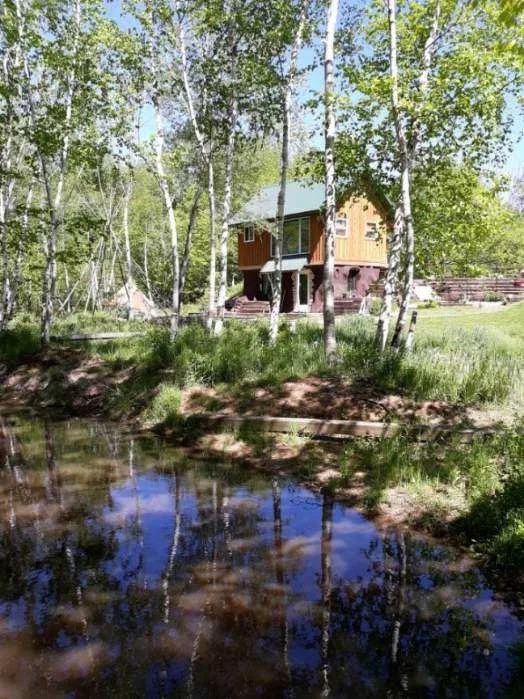 A pond holding the reflection of the birches