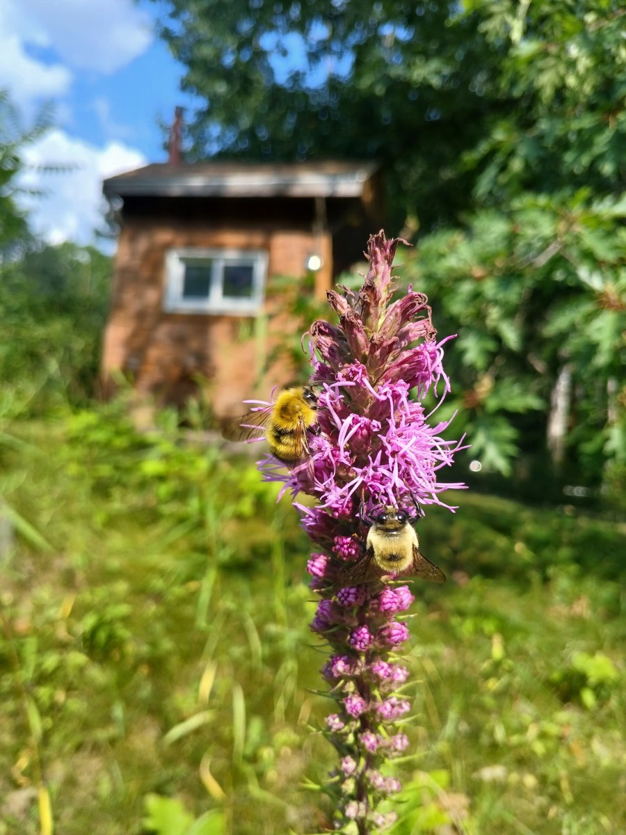 Bumblebees working a blazing star