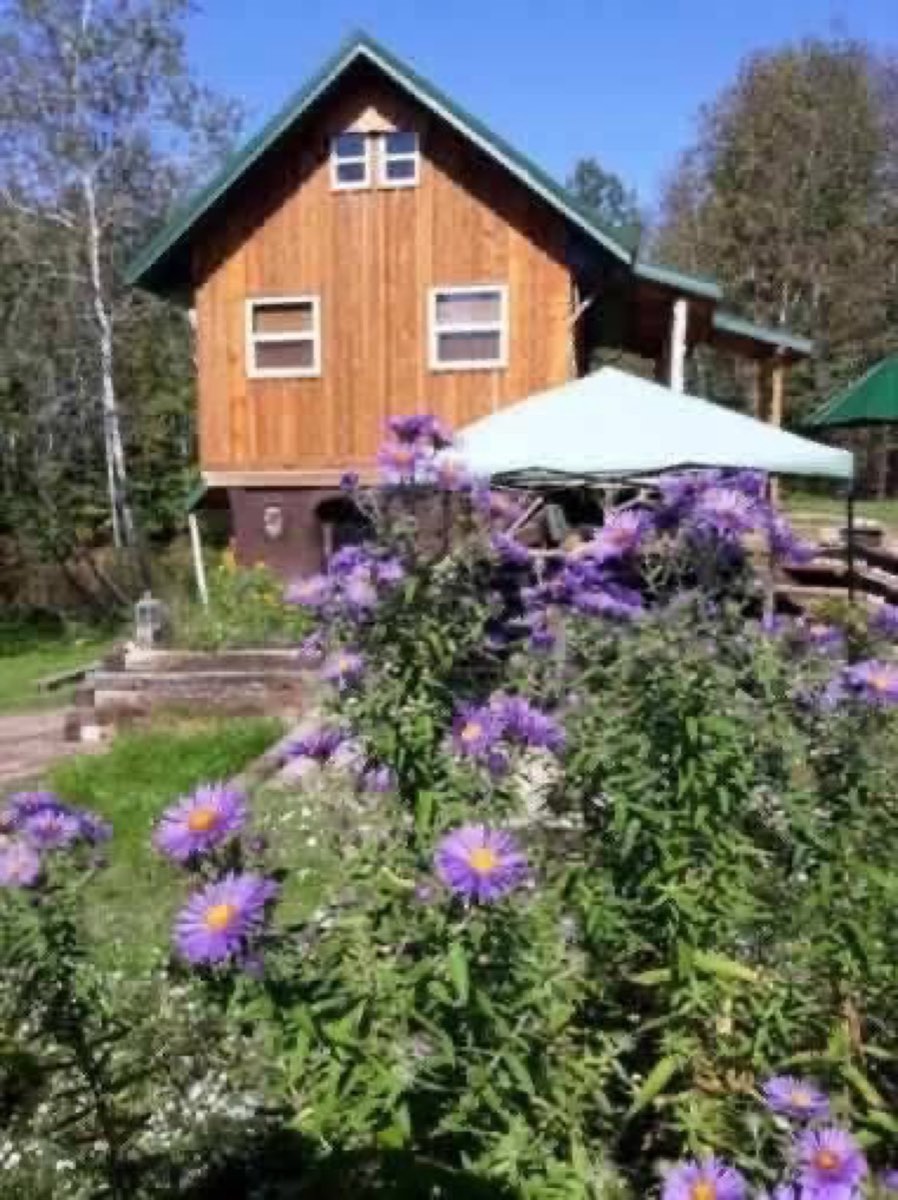 Asters in front of the main cabin