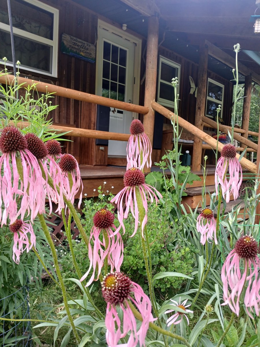 The main cabin behind the coneflowers