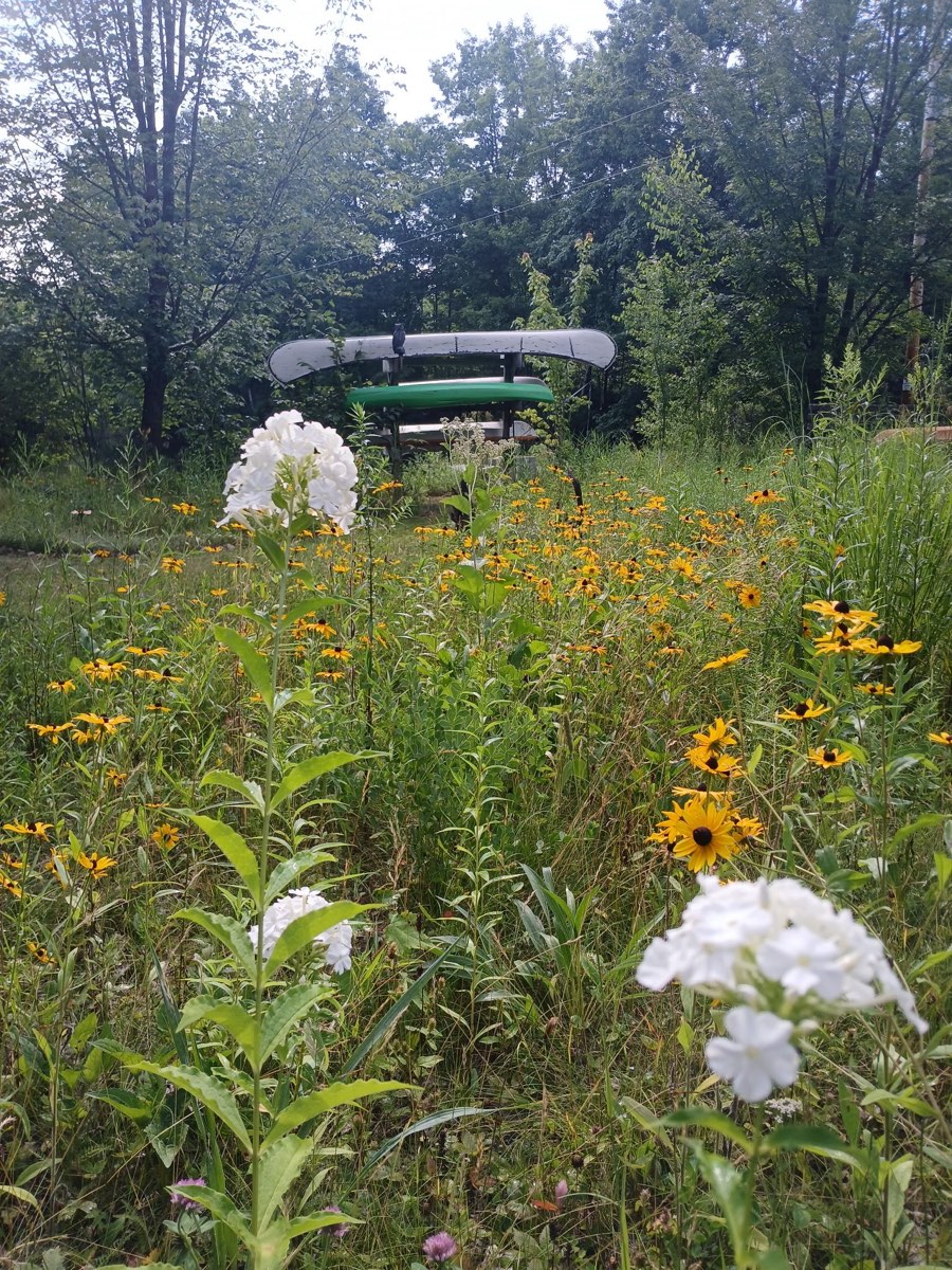 Black-eyed susans in front of the boat rack