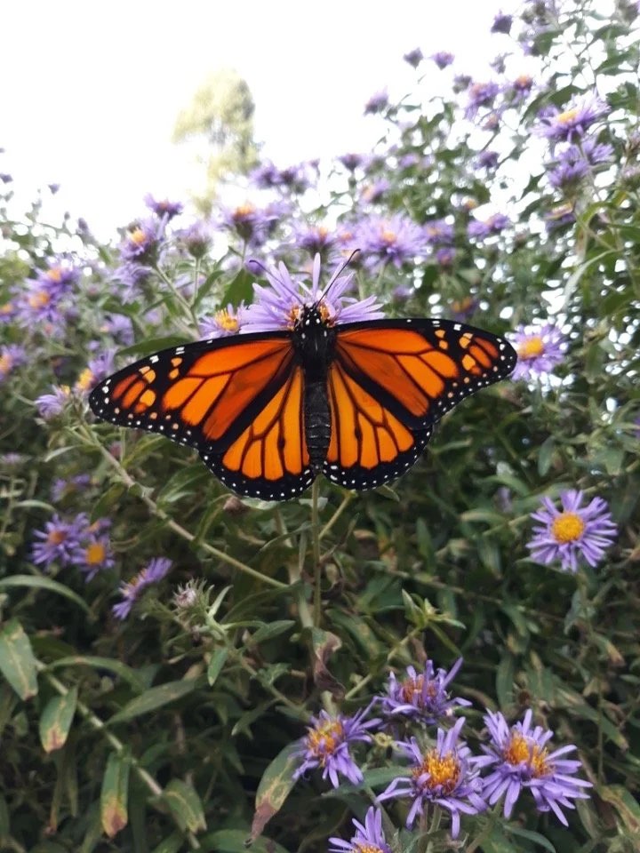 A fully grown monarch feeding on purple asters