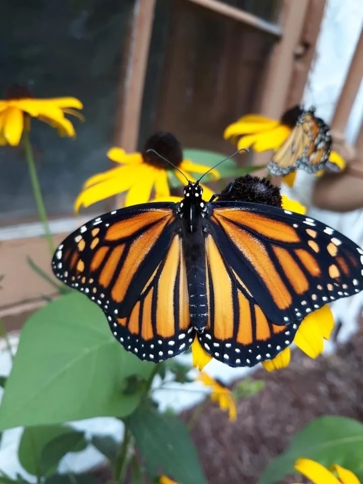 A monarch with its wings fully open on black-eyed susans, a second monarch behind it