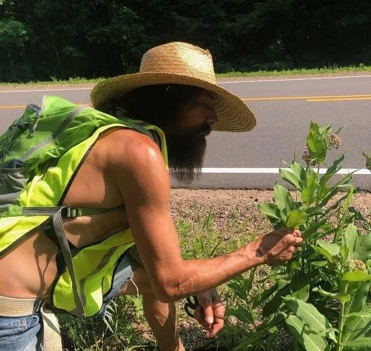 Chris checking a roadside milkweed plant, where the caterpillars are found