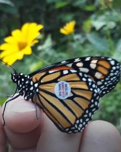 A tagged monarch resting on Chris's fingertip, a small round research tag on its hindwing