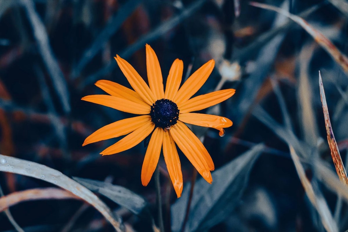 A single coneflower against the shade