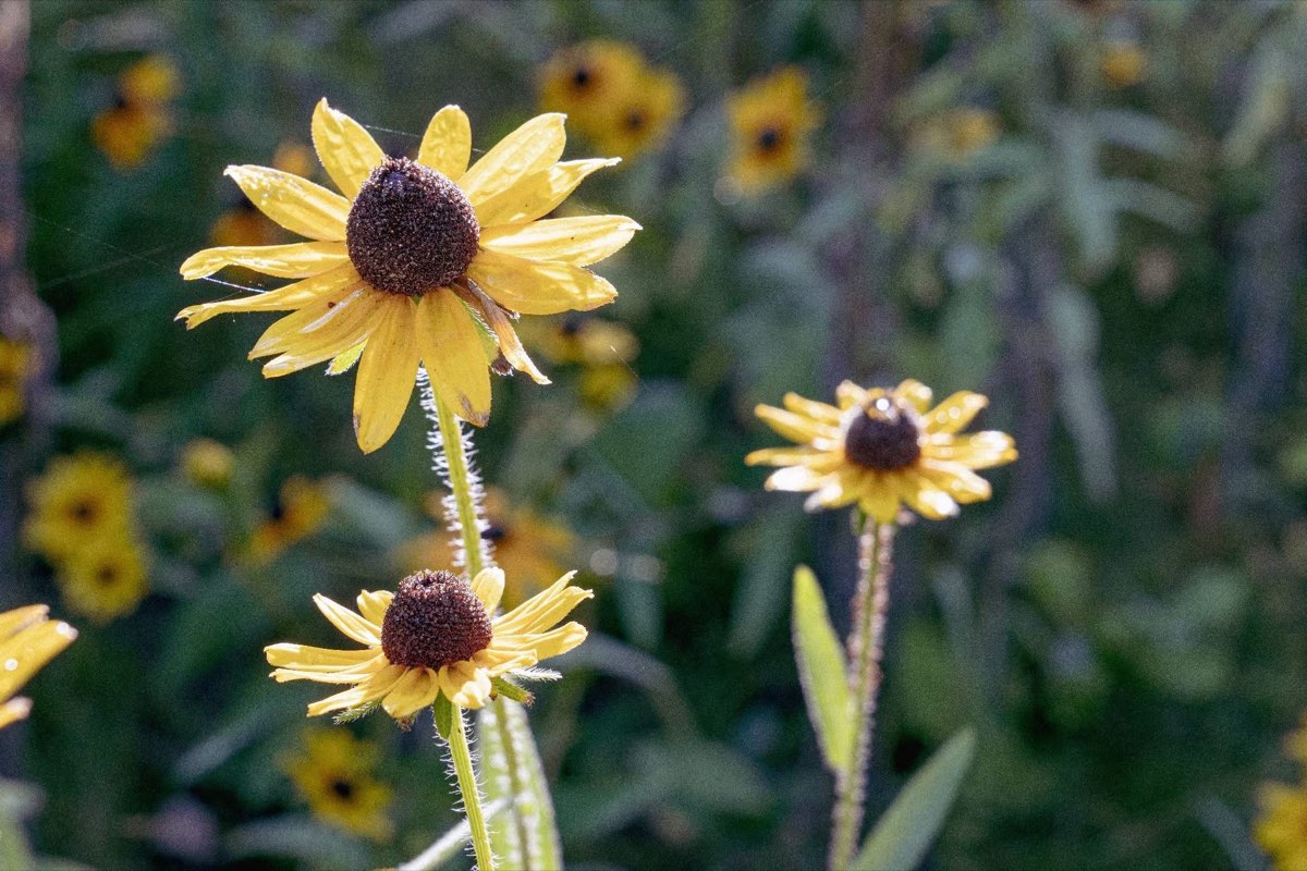 Black-eyed susans across the meadow