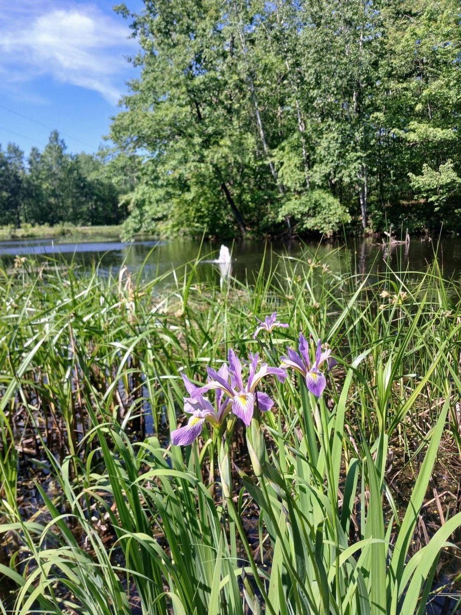 Blue flag iris at the pond edge