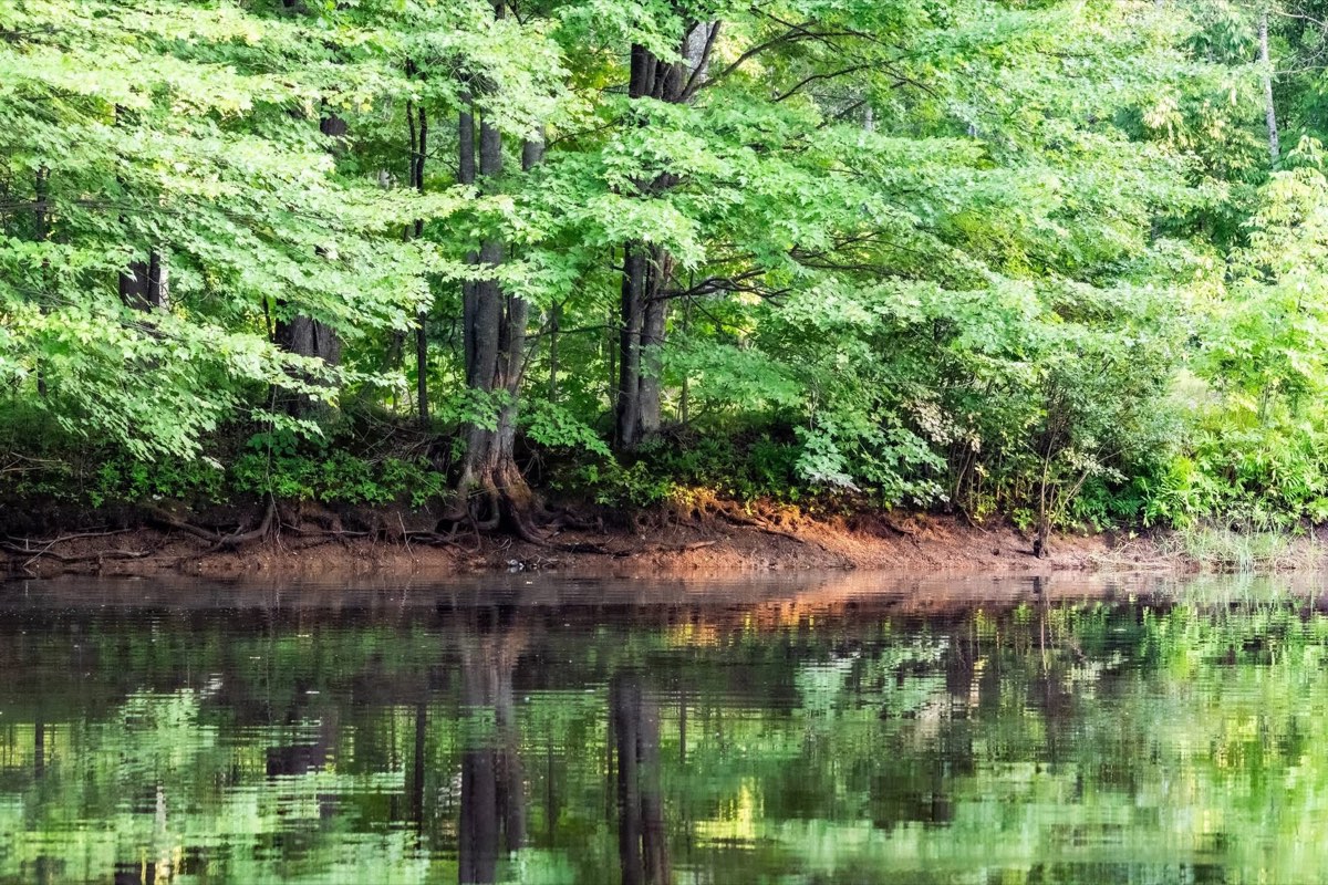 The pond, still enough to hold the trees