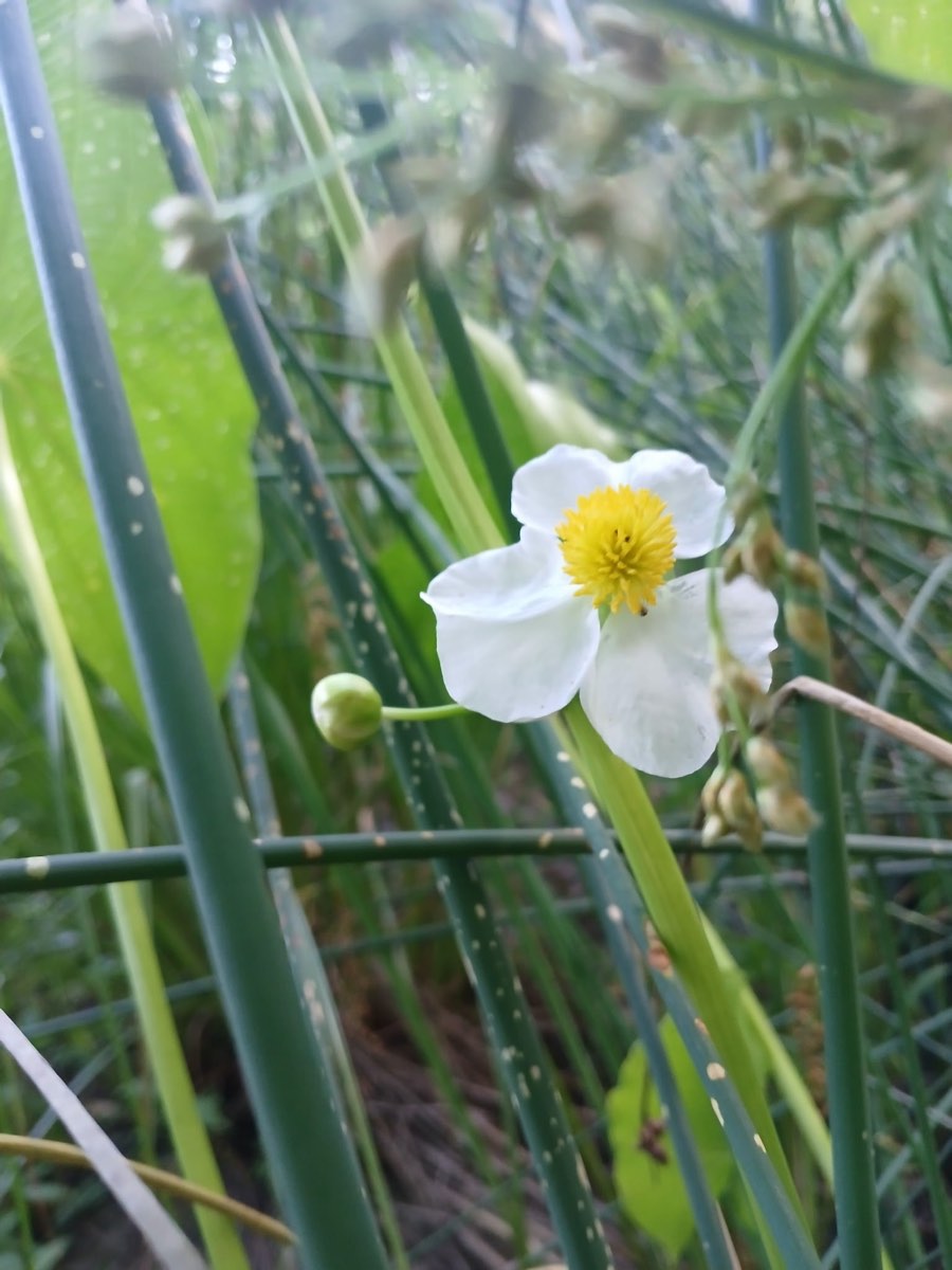 Arrowhead flowering in the shallows