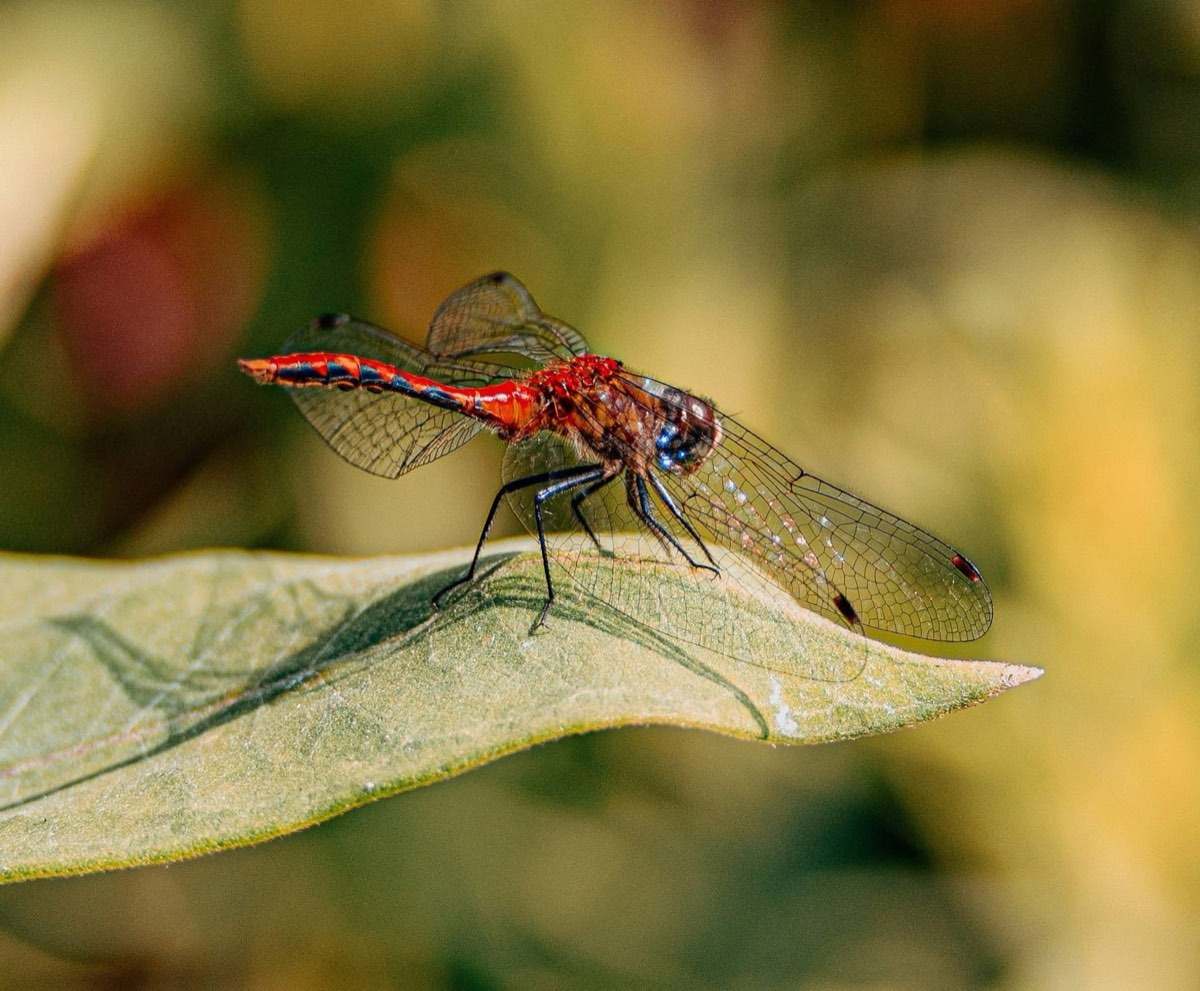 A red dragonfly resting on a leaf